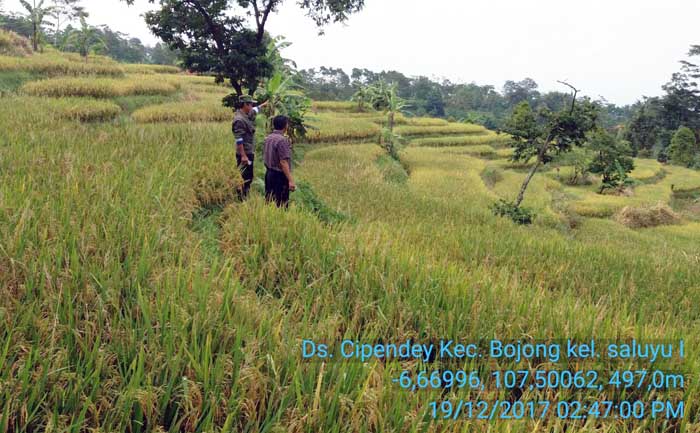 Hingga 8 Ton per Hektar, Produktivitas Panen Padi Bandung di Masa Paceklik